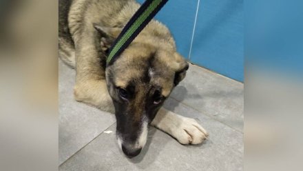 Пса с раненой лапой забрали на лечение из перехода у воронежского цирка