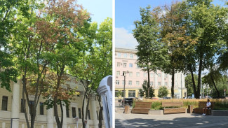 Воронежские экологи опровергли гибель деревьев в «одном из красивейших скверов Европы»