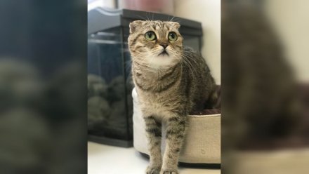 В Воронеже кошке с отрубленным хвостом начали искать хозяев