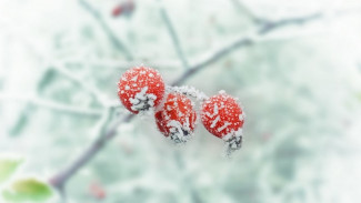 Последний понедельник октября принесёт в Воронежскую область первый снег