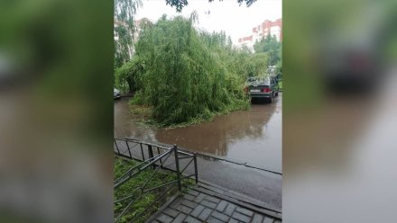 Упавшие после ливня деревья оборвали провода в Воронеже