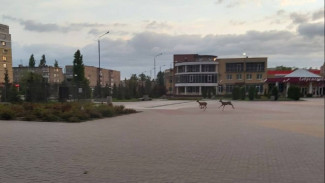 По центральной площади воронежского райцентра пробежали косули: появилось видео 