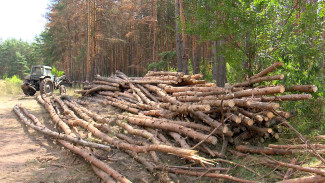 Минус 5 тыс. деревьев. В Воронеже началась масштабная вырубка Северного леса