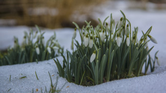 Снег и морозы до -2 вернутся в Воронежскую область