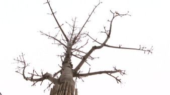 Воронежские экологи начали думать, как спасти сухие деревья на проспекте Революции