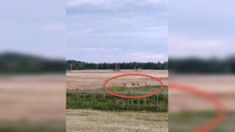 Стадо косуль заметили в воронежском Ямном