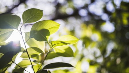 Прогноз погоды в Воронеже на 16.04.2026