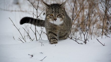 Рабочая неделя в Воронежской области начнётся со снегопада и морозов до -5