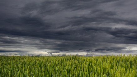 Град и грозы накроют Воронежскую область в выходные