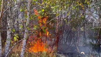 Сухая трава вспыхнула в районе воронежского лыжного центра «Дубрава»