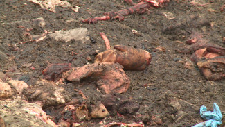 Жители воронежского посёлка пожаловались на стихийную свалку останков животных