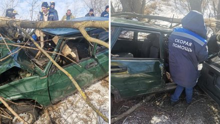 В Воронежской области водитель влетевшего в дерево ВАЗа чудом остался жив  