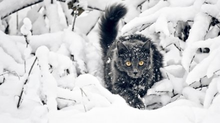 В Воронежской области на выходных станет холоднее
