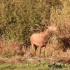 Воронежцев предупредили о начале гона у оленей в Хопёрском заповеднике