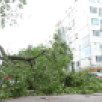 Шесть деревьев рухнули в Воронеже во время ночного урагана «Орхан»