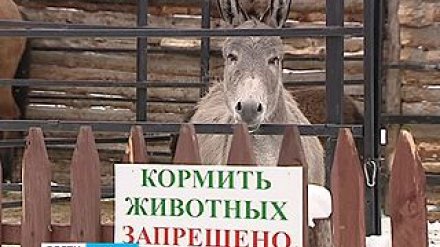 Как воронежцы издеваются над животными в вольерах зоопарка?