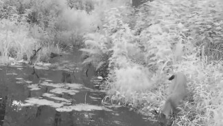 Самец рыси в воронежском биосферном заповеднике попался в фотоловушку