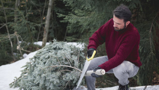 Воронежцам дали советы по утилизации ёлки после новогодних праздников
