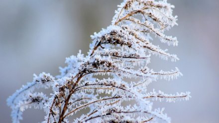Метеорологи дали прогноз на последние выходные 2019 года в Воронежской области