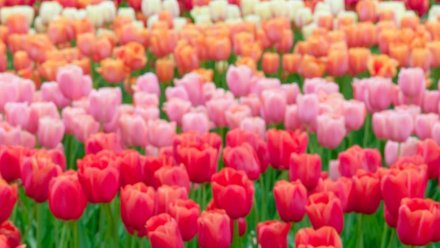 В Воронеже за осень посадят 86 тыс. тюльпанов