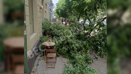 В центре Воронежа дерево рухнуло на летнюю веранду кофейни