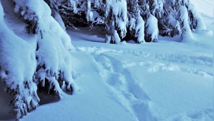 В Воронежской области ушедший за ёлкой пенсионер 19 часов провёл в лесу на морозе