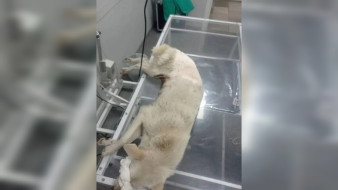 Воронежцы спасли от смерти сбитую машиной собаку и её щенков