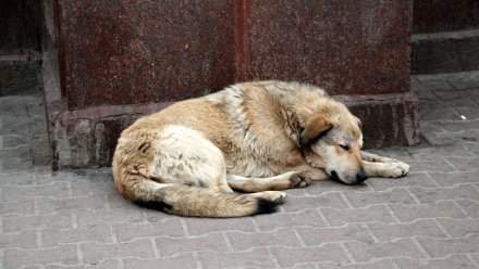 В Воронежской области нашли новый очаг бешенства