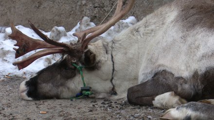 Смерть северного оленя в Воронеже растрогала депутатов Госдумы