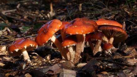 Четверо детей отравились грибами в Воронежской области