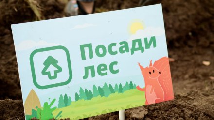 Сбер принял участие в посадке 12 тысяч сосен в Орловской области