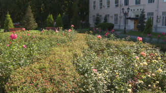 Специалисты раскритиковали большинство воронежских клумб