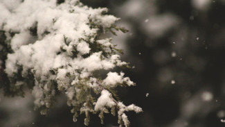 Воронежцам пообещали морозную неделю с метелью и снегопадами