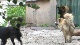 Скандально известный приют «Дора» в Воронеже переселят в другое место