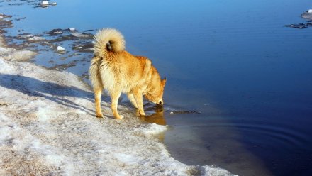 Синоптики рассказали, когда Воронежскую область покинет весеннее тепло