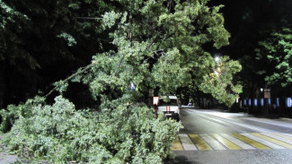 В Воронеже из-за урагана 7 деревьев рухнули на провода и машины