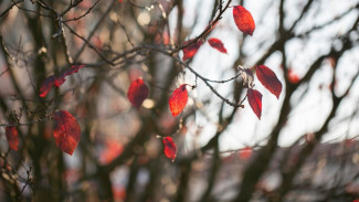 Воронежские синоптики спрогнозировали тёплое и дождливое начало новой недели
