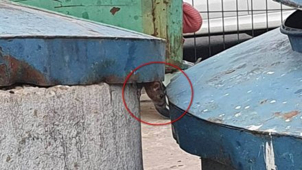 Воронежская УК объяснила нашествие крыс во дворах на Шишкова