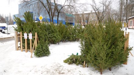 В Воронеже к Новому году откроются 12 ёлочных базаров