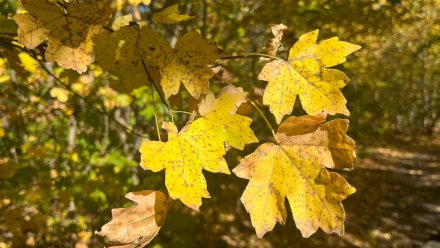 Прогноз погоды в Воронеже на 9.10.2025