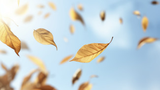 Жёлтый уровень опасности из-за гроз и ветра ввели в Воронежской области