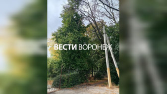 Директор воронежской школы среагировал на возмущение родителей опасными деревьями