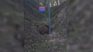 РВК обратился за помощью к чиновникам для уборки трупа лося под Воронежем