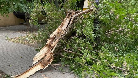 Дерево рухнуло на 12-летнюю девочку в воронежском селе