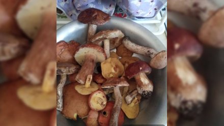 Воронежцы поделились фотографиями «тихой охоты»