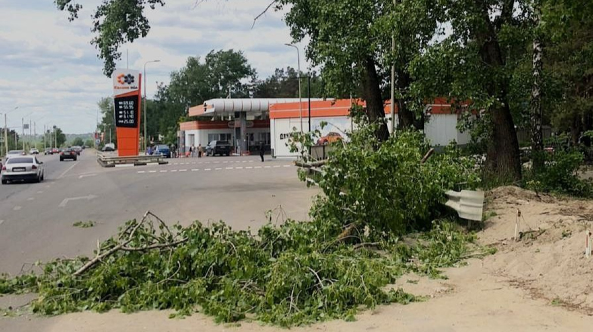 Ветка дерева упала на женщину на Лесном кладбище в Воронеже – Новости  Воронежа и Воронежской области – Вести Воронеж