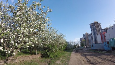Челябинские архитекторы придумают, как застроить яблоневые сады в Воронеже