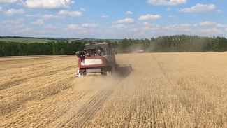 Воронежские аграрии намолотили пятый млн тонн зерна