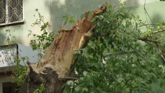 «Сделать фото, найти свидетелей». Кто ответит за падающие в ураган деревья в Воронеже
