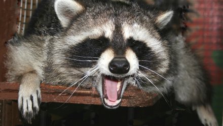 Воронежские еноты переоделись и потолстели к зиме